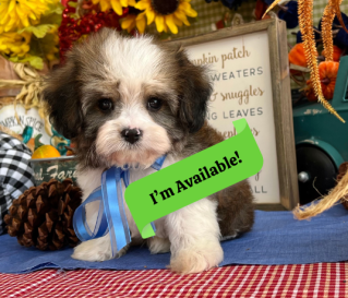 friendly cavachon puppy for sale