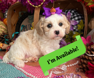 cavachon puppy for adoption