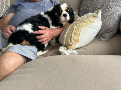 choosing the best cavachon breeder