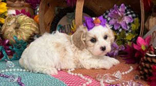 cavachon breeder puppy