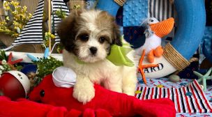 cavachon puppy example from past litter