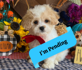 friendly cavachon puppy for sale