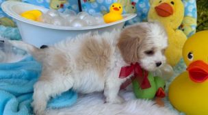 cavachon puppy with great temperament