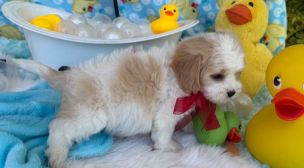 cavachon puppy with great temperament