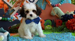 cavachon puppy with teddy bear appearance