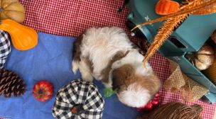 young cavachon puppy close-up