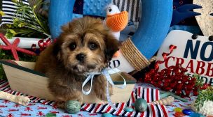 cavachon breeder puppies