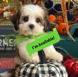 cavachon puppy for adoption