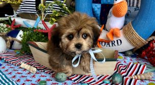 family-raised cavachon puppy