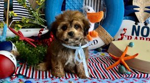 cavachon puppy information
