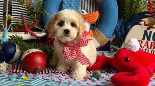 cavachon puppy with loving temperament