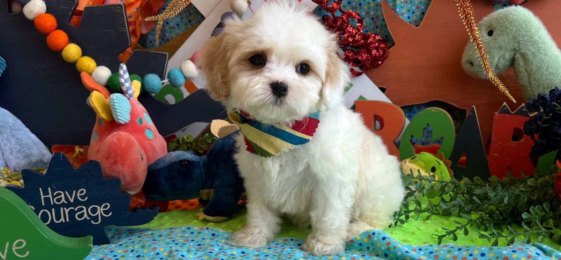 friendly cavachon puppy for sale