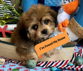 registered cavachon puppy
