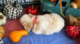 cavachon puppies looking for forever homes