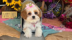 cavachon puppies with home training