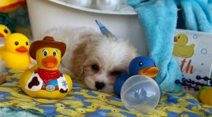 cavachon puppy sitting indoors