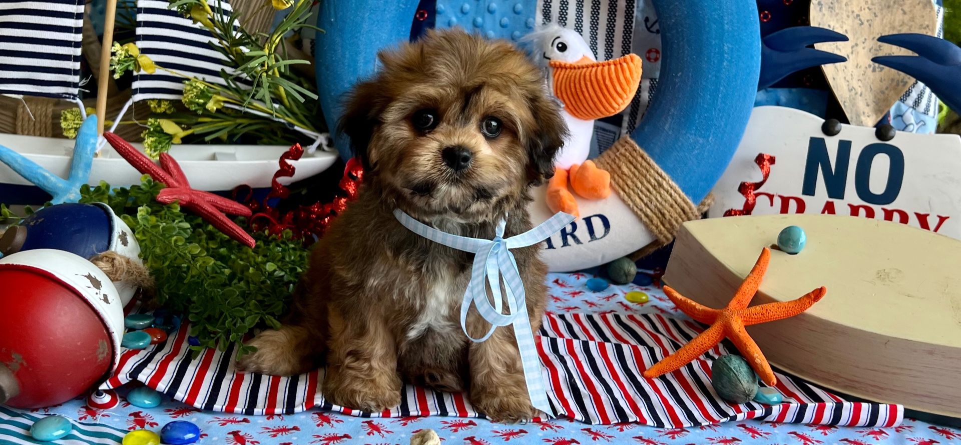 cavachon dog breed information