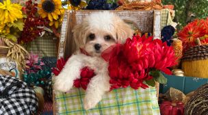 trusted cavachon breeder puppy