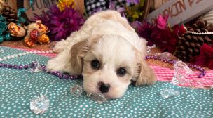 cavachon puppy with gentle nature
