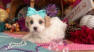 affectionate cavachon puppy