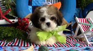 cavachon breed puppy ready for new home