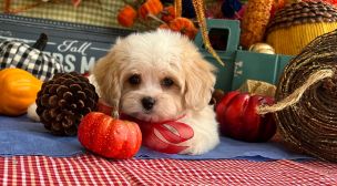 adopt a cavachon puppy