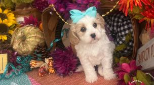 cavachon puppies for sale listing