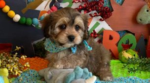 cavachon puppy care guide