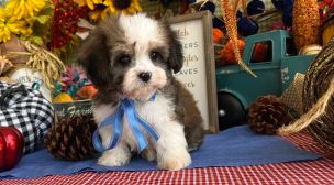 cavachon puppy quality assurance