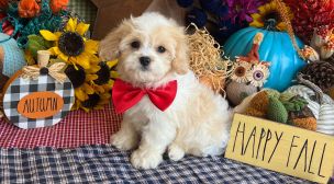 cavachon puppies raised in-home