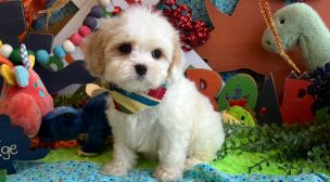 cavachon puppy photo