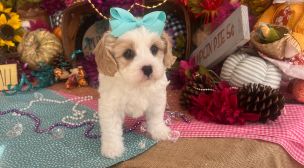 cavachon puppy for sale from breeder