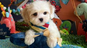 cavachon puppies from ethical breeder