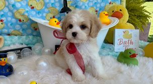 playful cavachon puppy