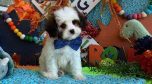 cavachon breed puppy from reputable breeder