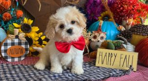 cavachon puppies for responsible homes