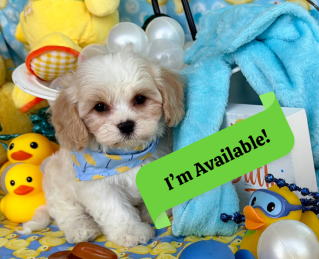 cavachon puppy with loving temperament