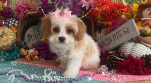 affectionate cavachon puppy