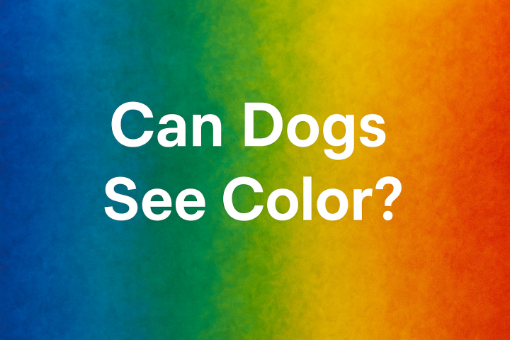 can dogs see color