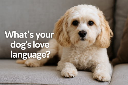 cavachon love language