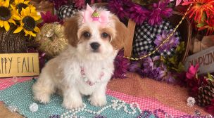 cavachon puppy information