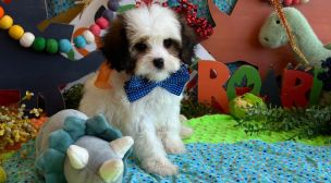 healthy cavachon puppy in breeder’s care