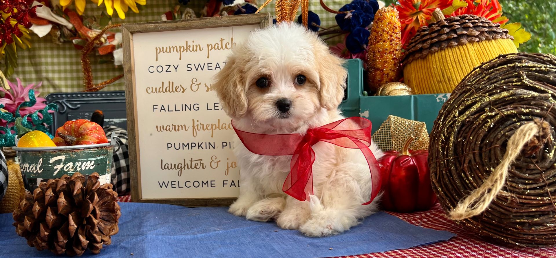 cavachon dog breed information