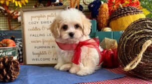 family-raised cavachon puppy