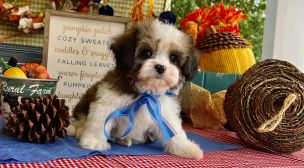 cavachon puppy with excellent pedigree