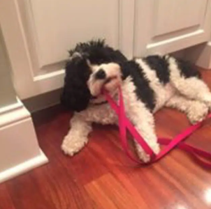 cavachon dog resting