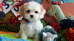 cutest cavachon puppy