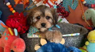 cavachon puppy with excellent pedigree