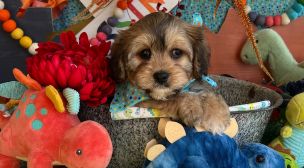 cavachon puppy for sale from breeder