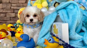 loving cavachon puppy with a relaxed expression
